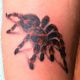 custom-3d-spider-tattoo-ray-young-color-tattoos-parlor-shop-harrisburg-paxtang-paxtonia-717-area-steelton
