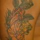 lion-leg-tattoo-color-dark-skin-traditional-tattoo-ray-young-harrisburg-mechanicsburg-pa-tattoos-razor-parlor